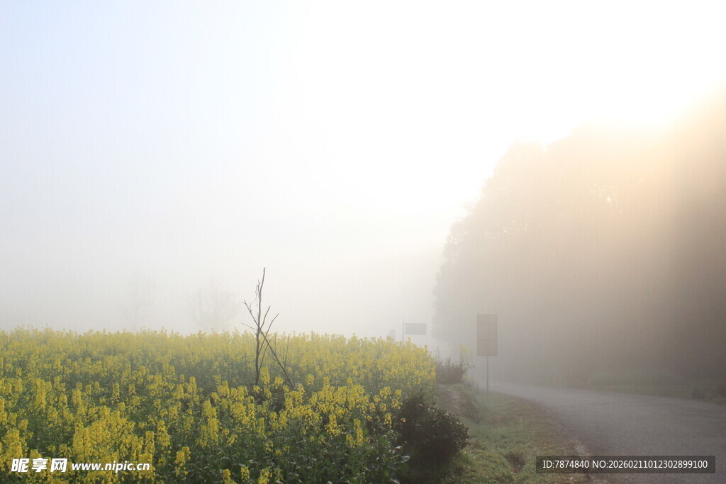 婺源晨雾中的油菜花田小路
