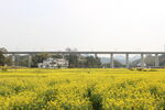 婺源金黄油菜田与远处高架桥