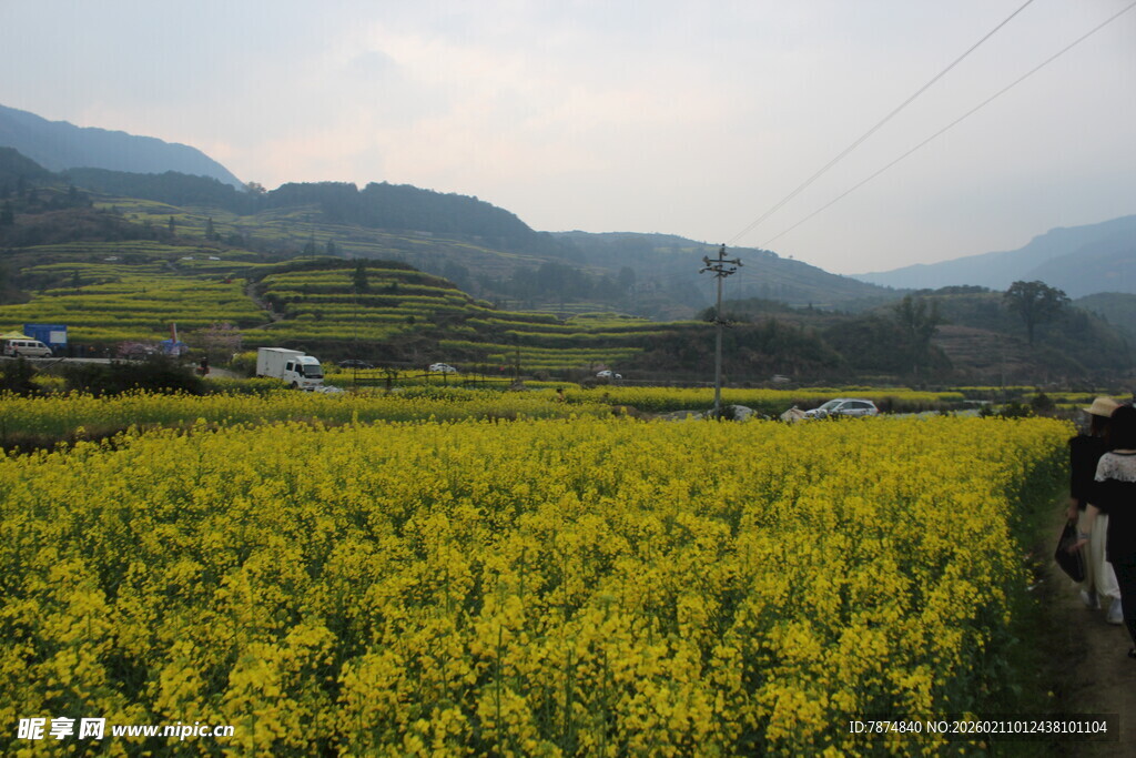 婺源金黄油菜田中的漫步身影