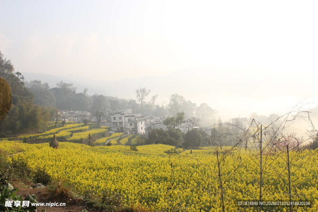 婺源春日金黄油菜花田美景