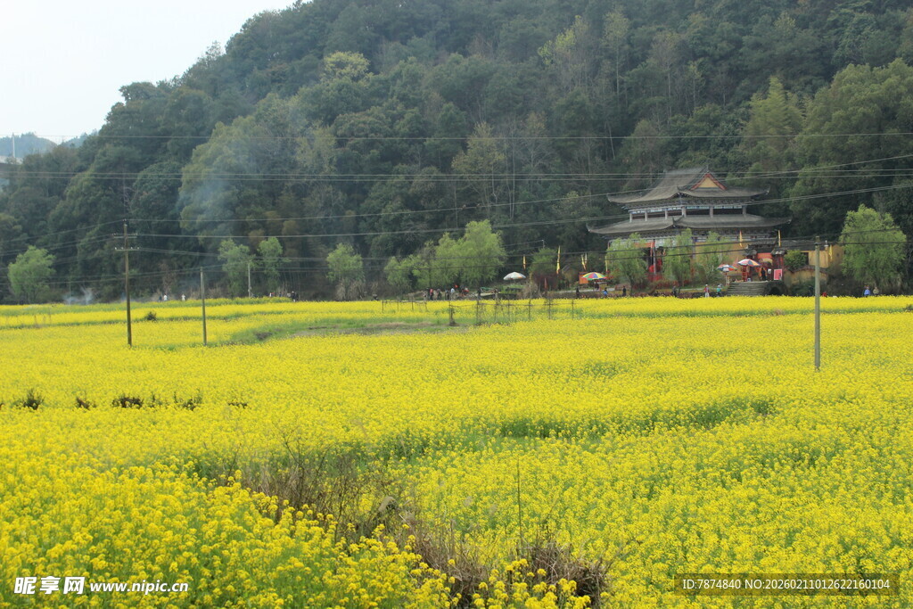 婺源金黄油菜田中的山间小屋