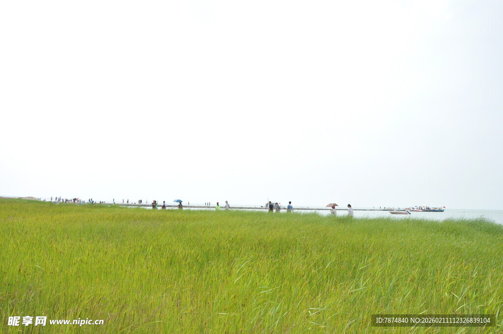 广袤绿野 生机盎然