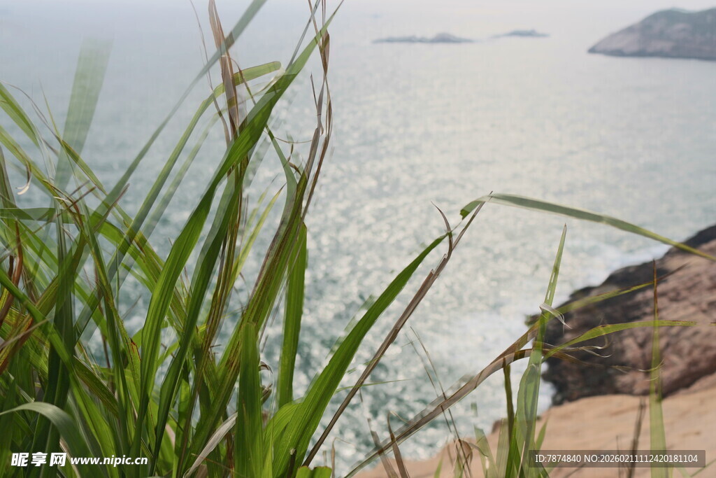 海边葱郁青草与辽阔海景