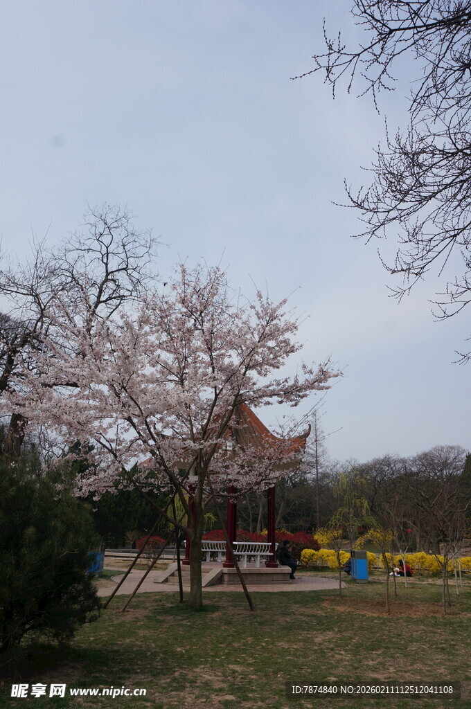 春日园林中的雅致亭子