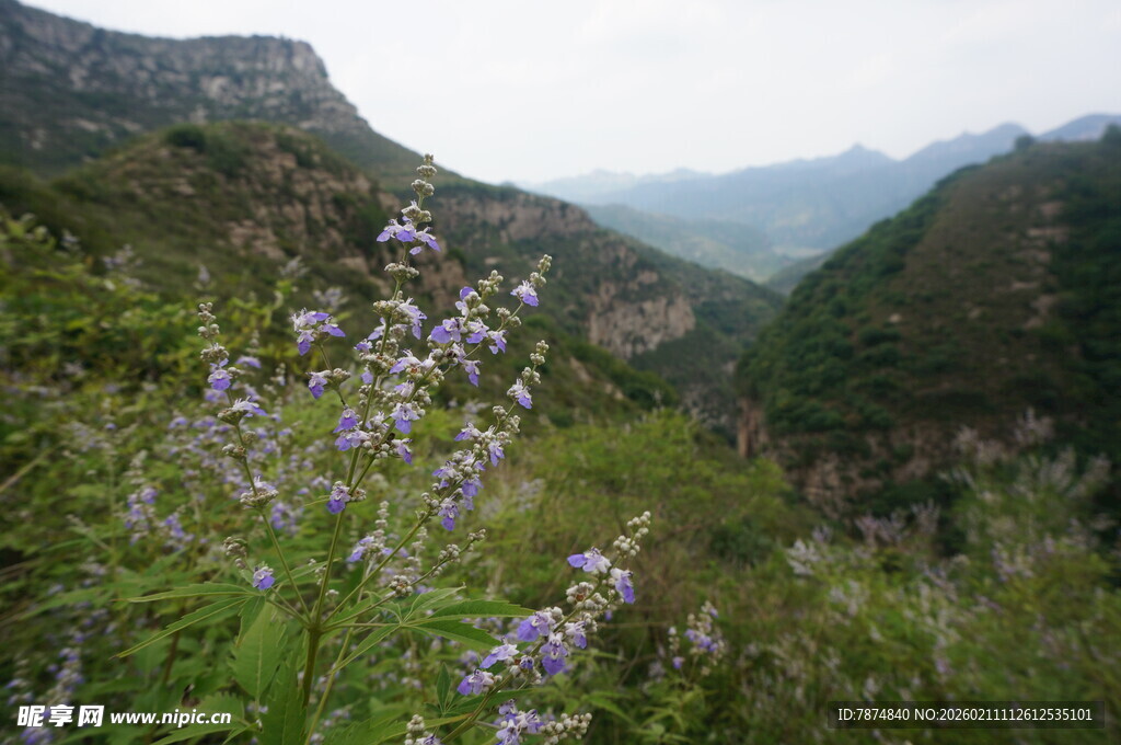山间绽放的紫色小花