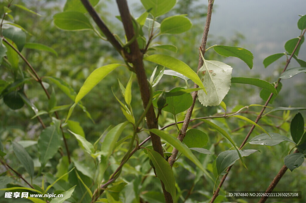 绿叶间的白色叶片特写