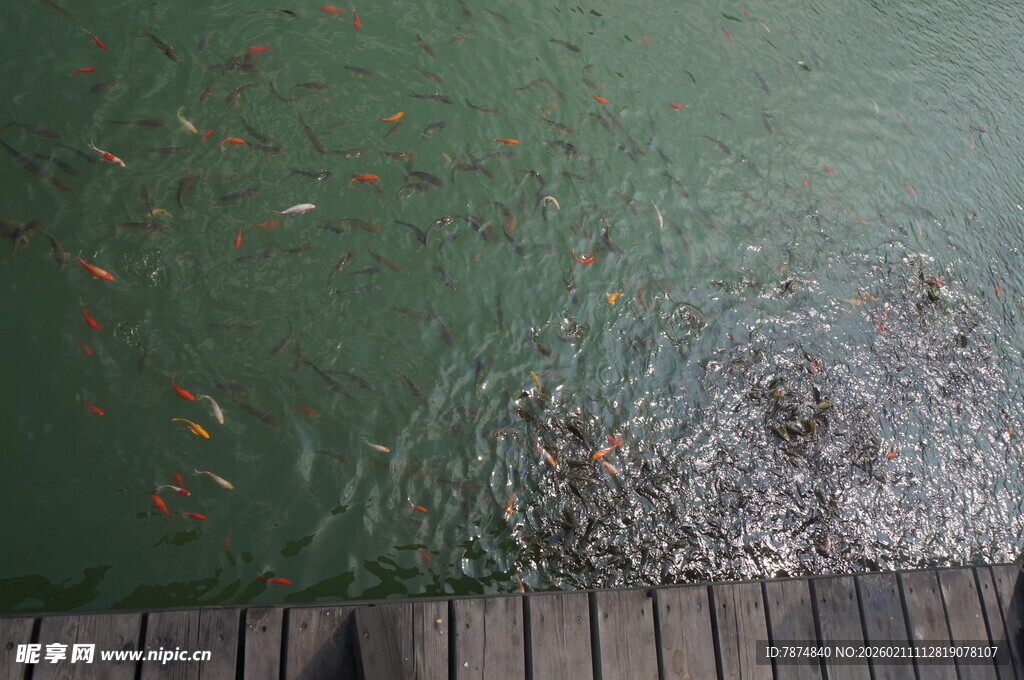 水面上的小鱼与波纹