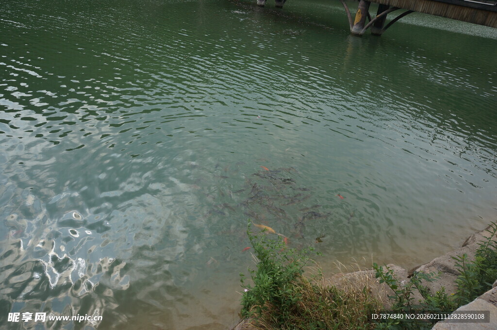 河边水岸近景自然风光