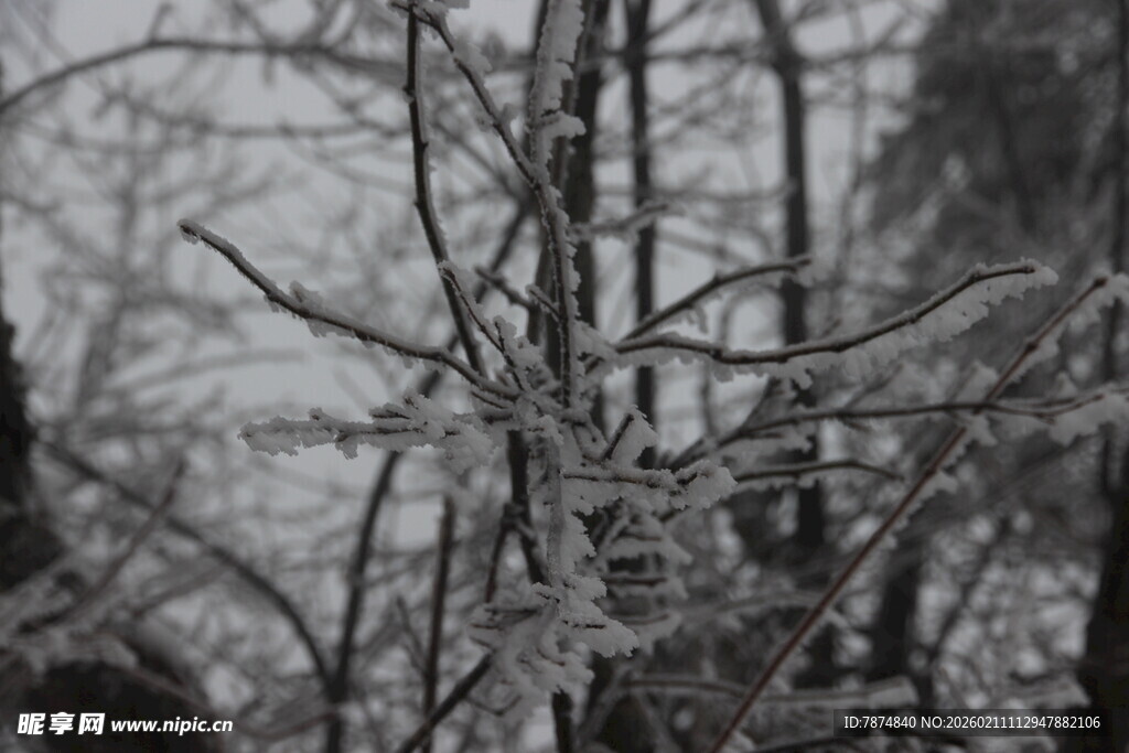 冬日覆雪树枝景象