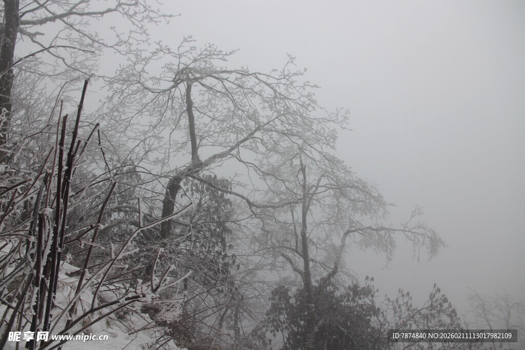雾中雪林 尽显冬日静谧之美