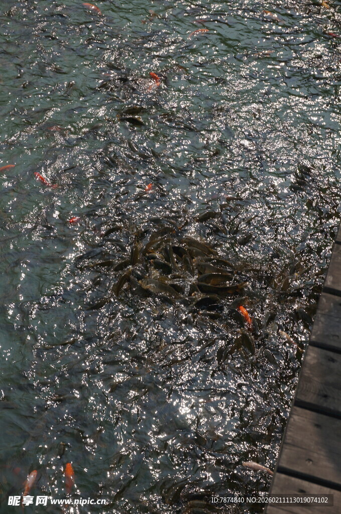 池塘中密集游动的多彩金鱼