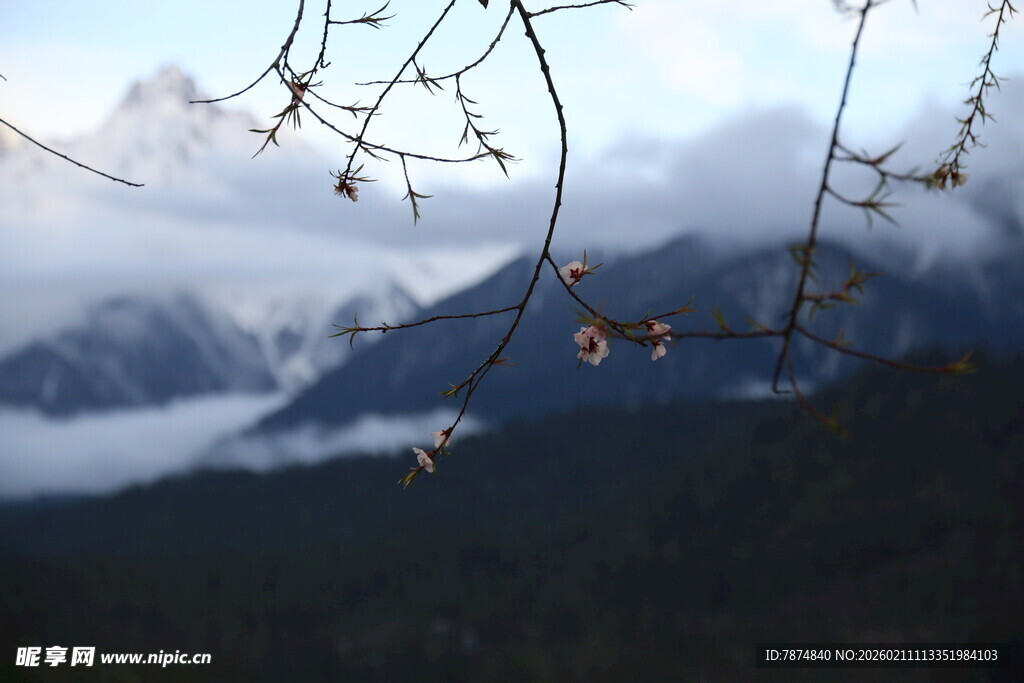山间云雾缭绕的树枝美景