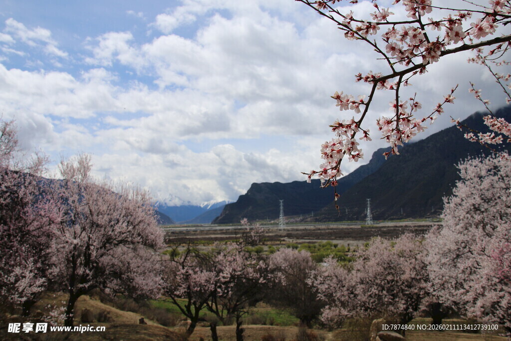 春日繁花山谷美景