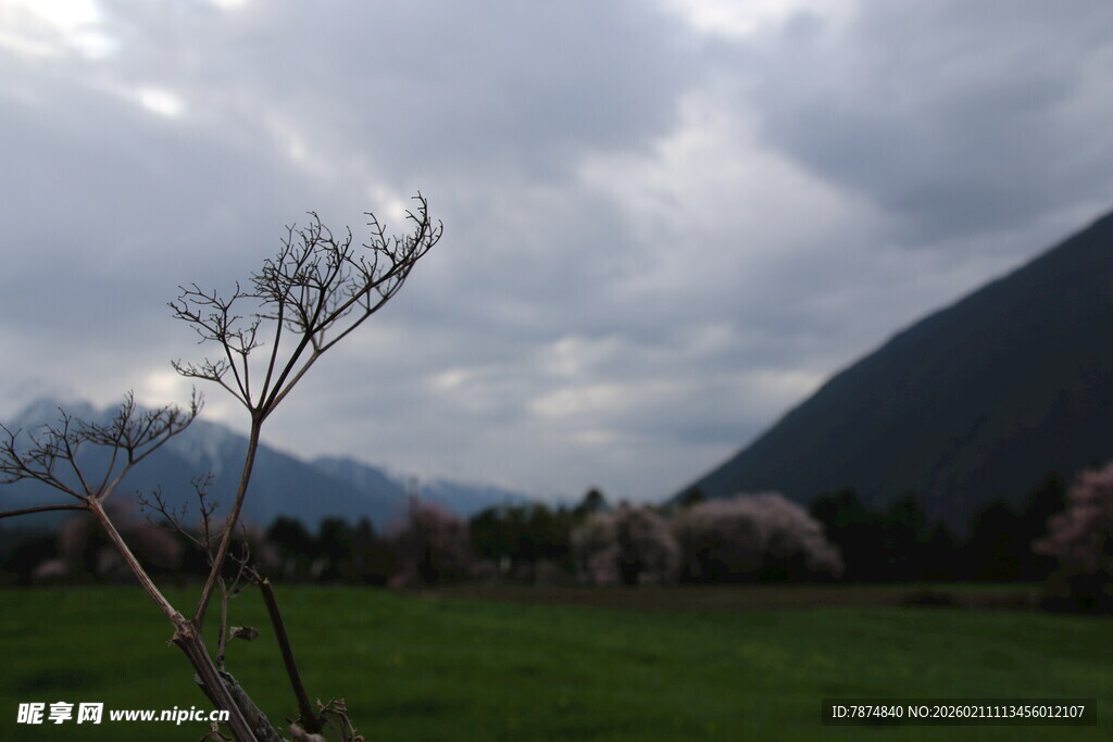 山野草地间的枯荣景致