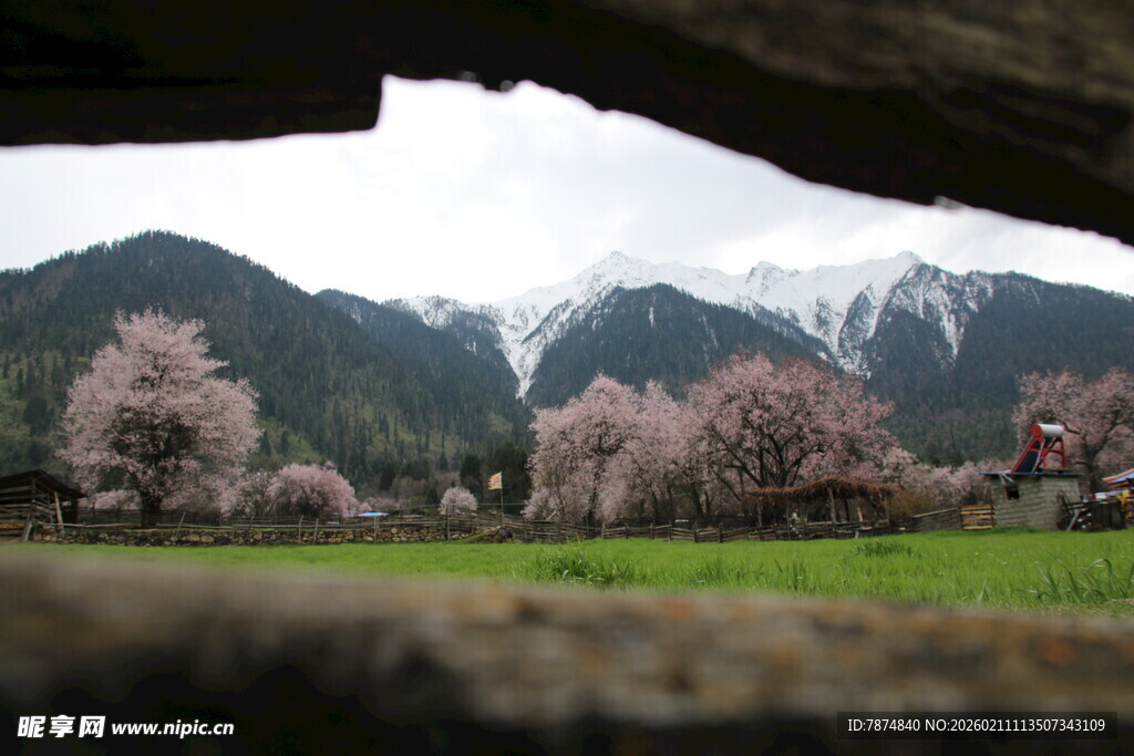 雪山下的烂漫粉色花田