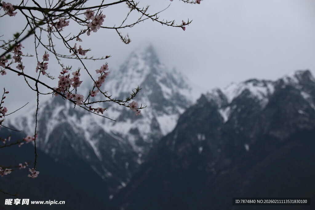 雪山旁的枝头景象