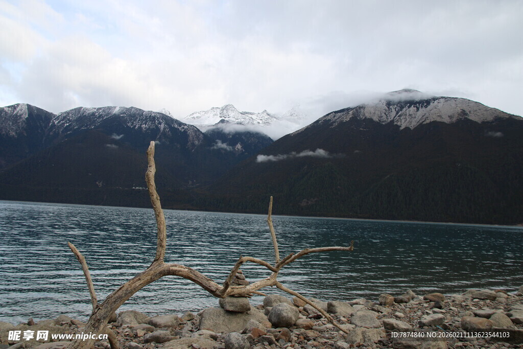湖畔枯木与远处雪山美景