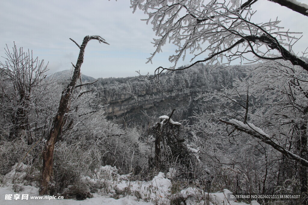 冬日雪景中的枯树林
