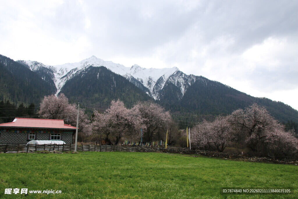 山间春景 草地木屋与繁花