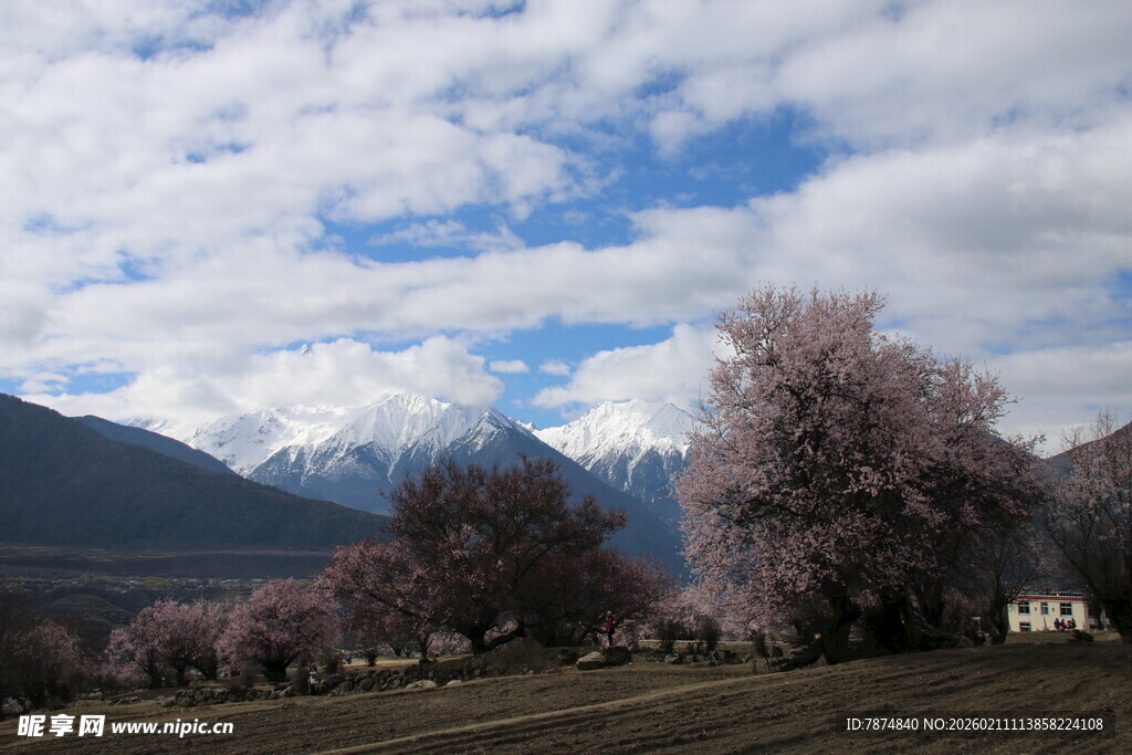 雪山下的烂漫桃花盛景