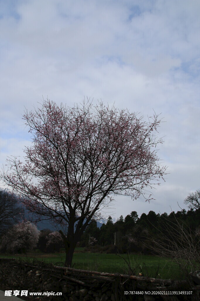 孤树绽花于绿野蓝天间