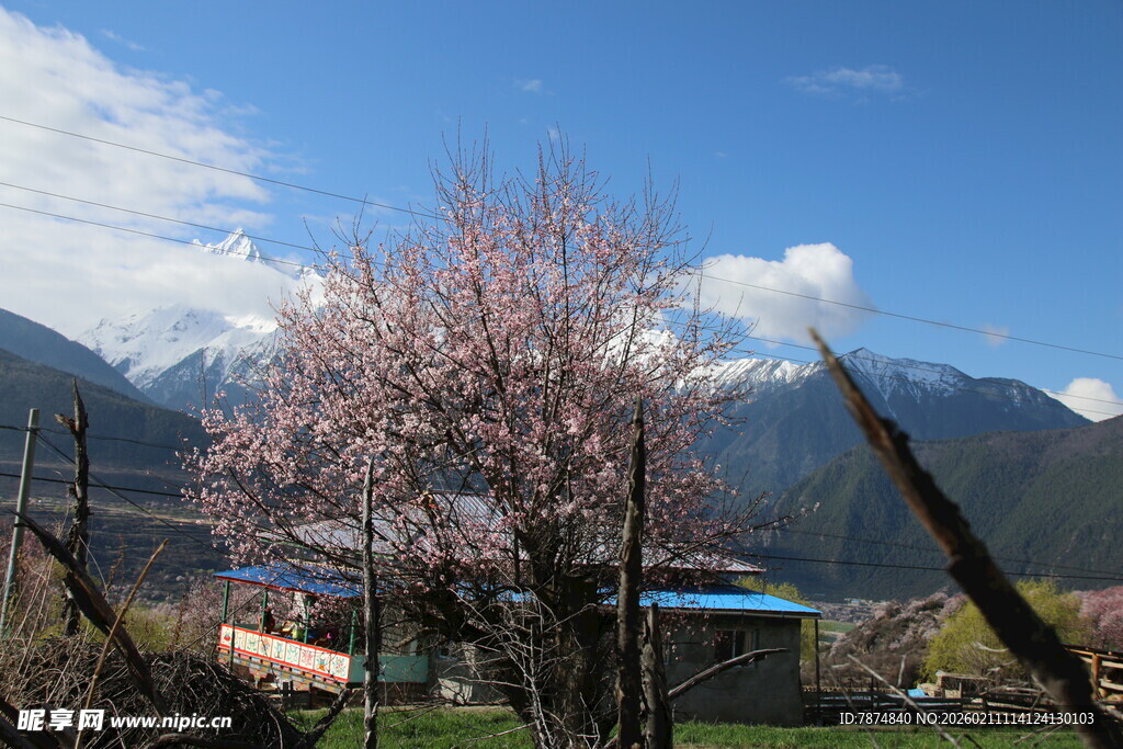 山间绽放的烂漫粉色花朵