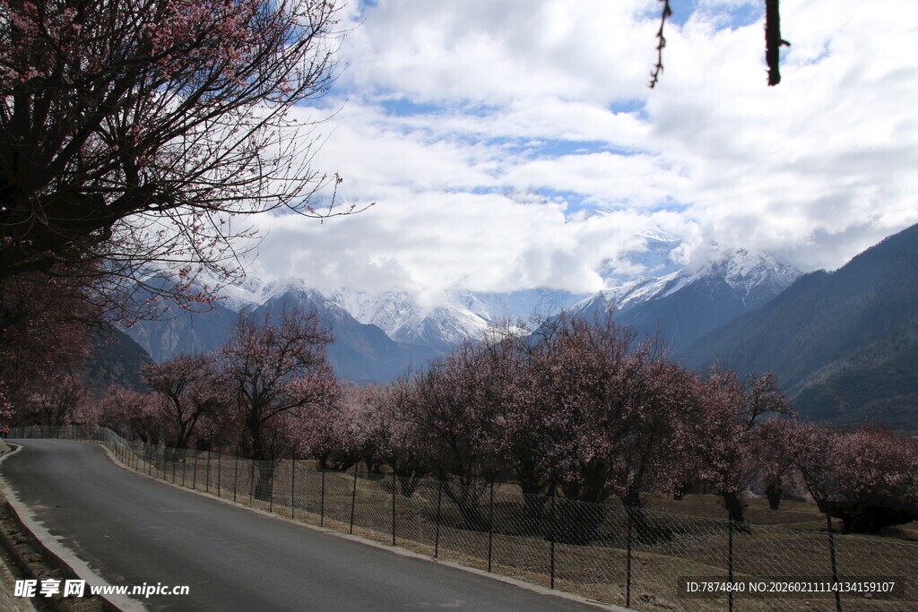 春日山间公路的烂漫景致