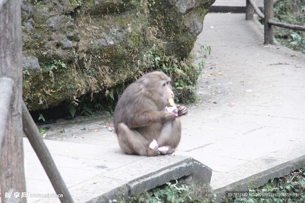 独坐石径的猴子