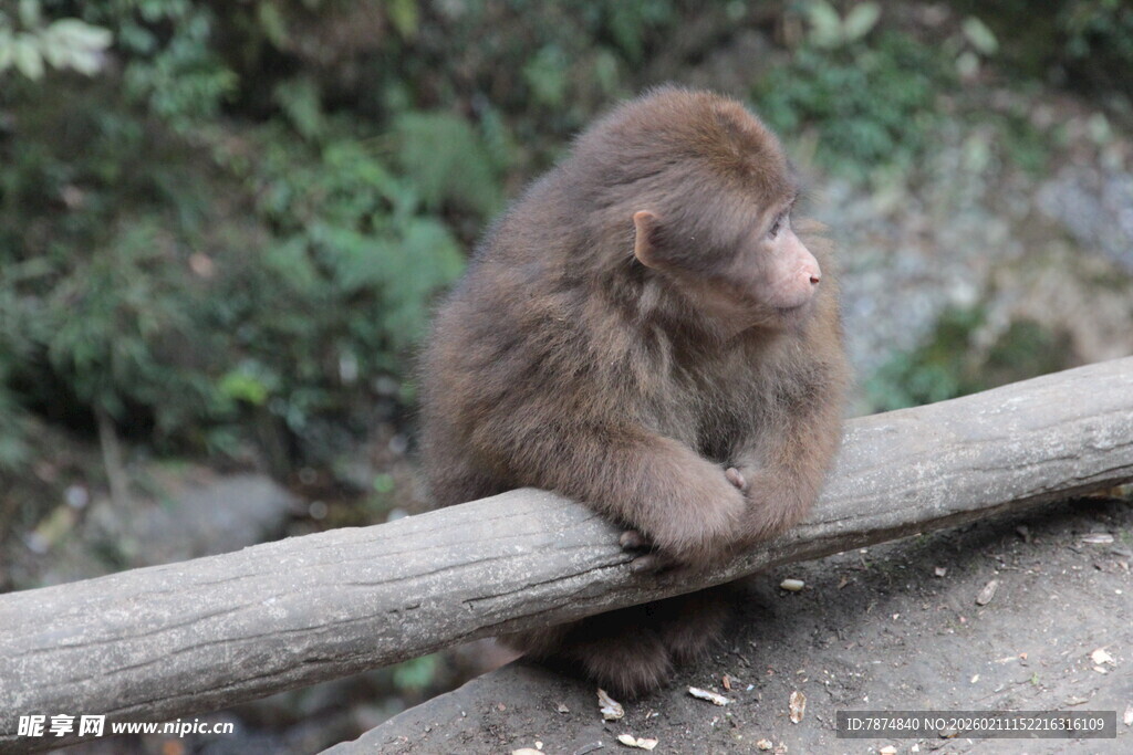 小猴坐木杆 神情专注
