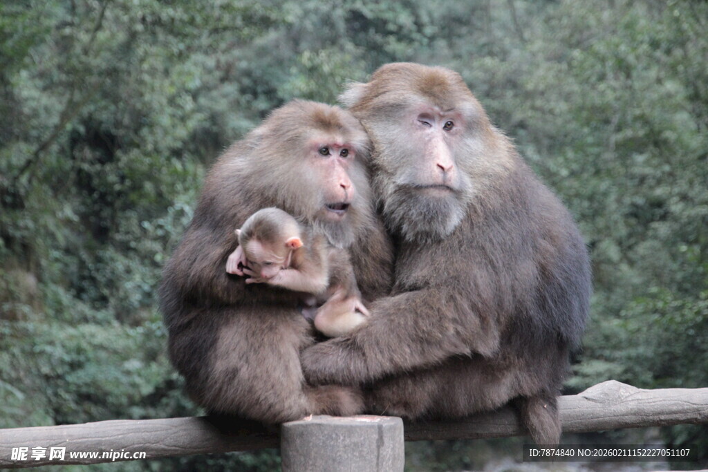 猴群依偎场景