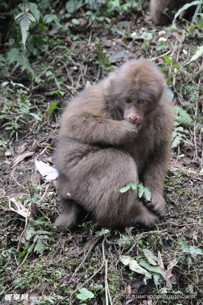 草地上抱膝而坐的小猴子