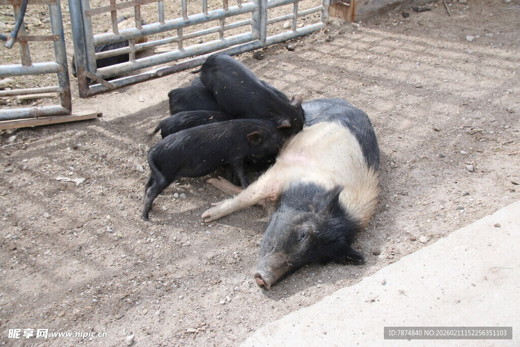 小猪依偎大猪温馨画面