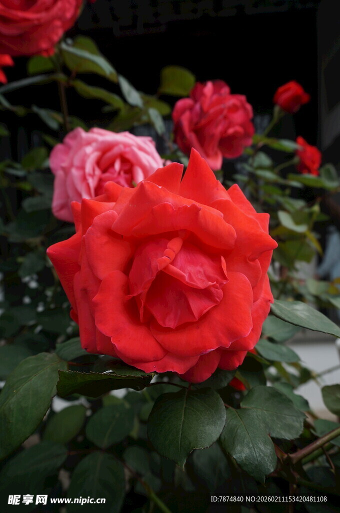 娇艳绽放的多彩玫瑰花