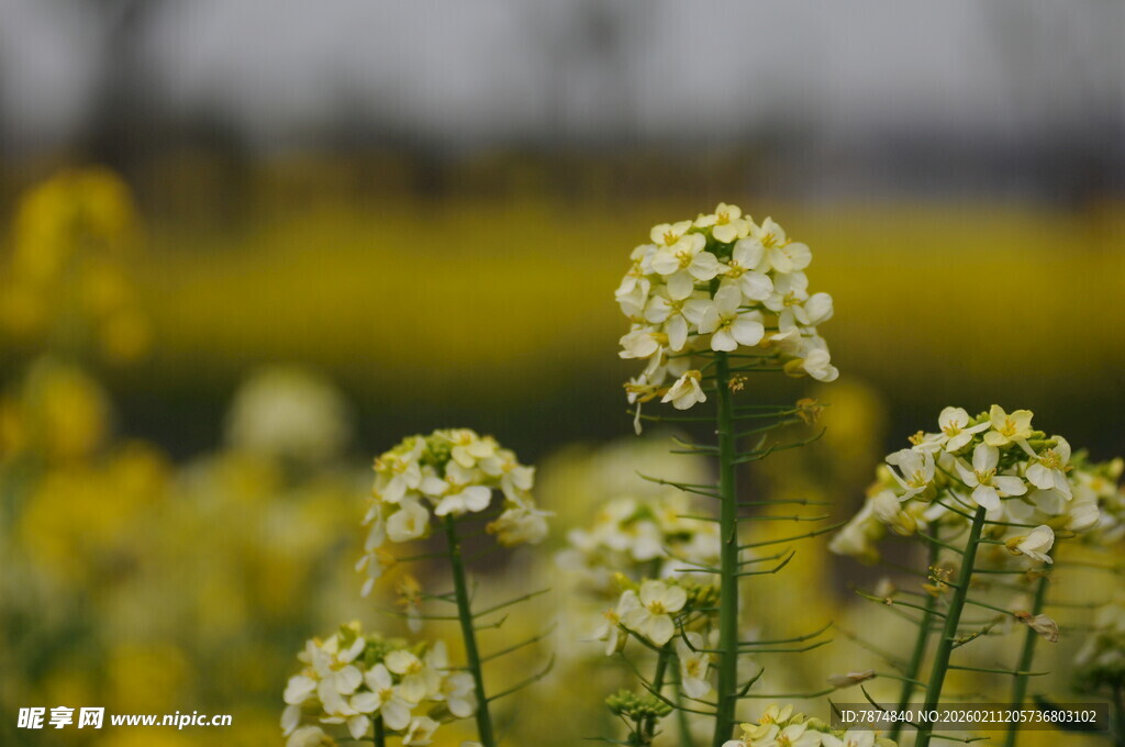 田野中的白色小花绽放