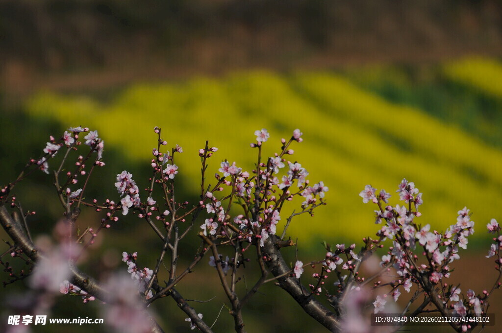 春日繁花与金黄田野