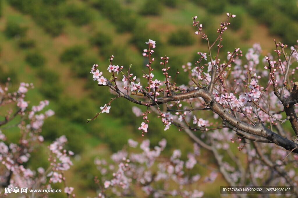 春日绽放的烂漫粉色花枝