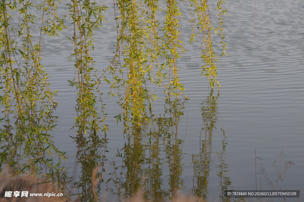 柳影映水 春日静谧景致