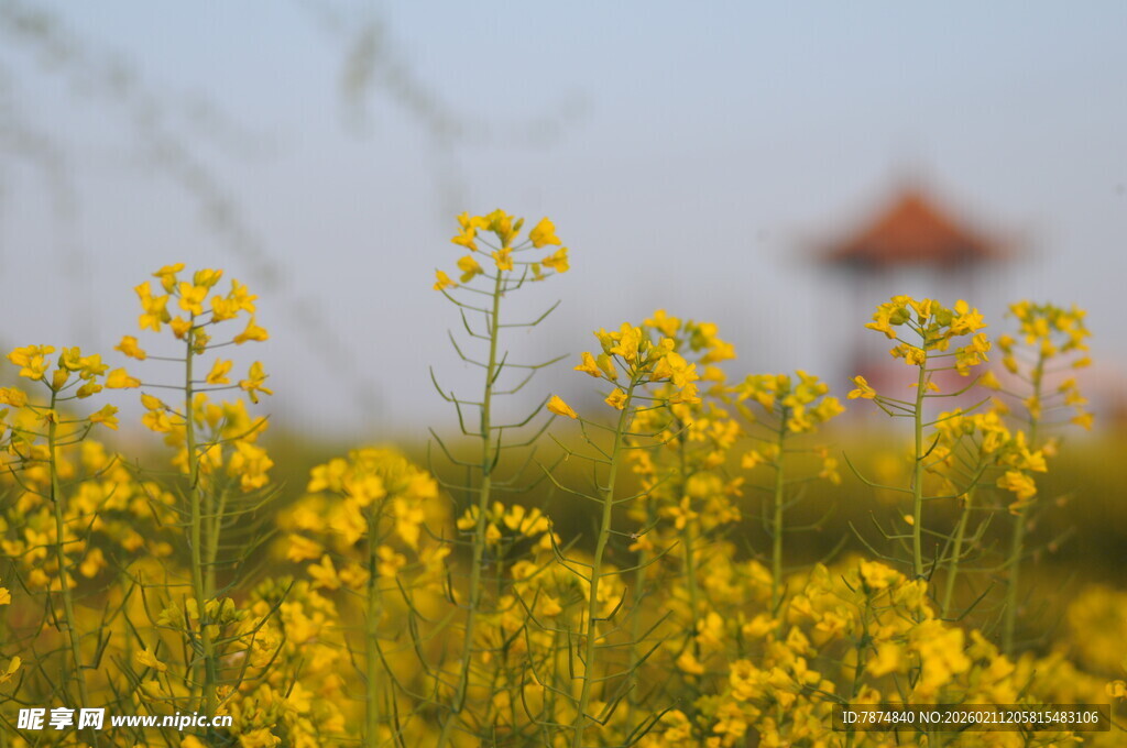 金黄油菜花田中的古亭