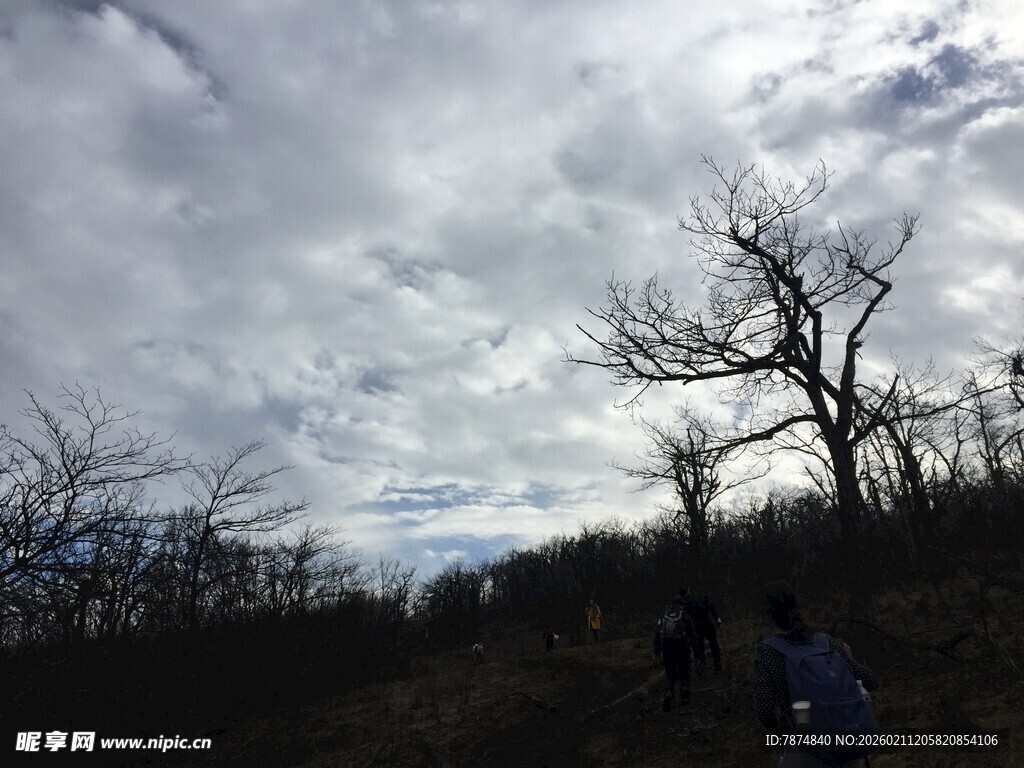 荒野枯树旁的户外景象