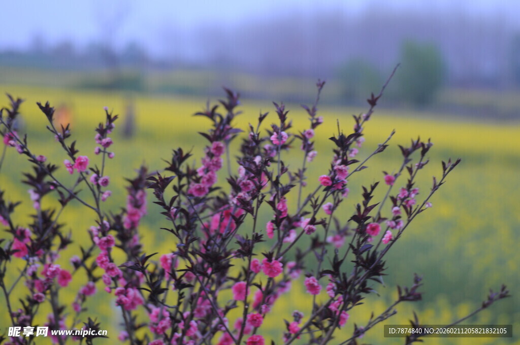 春日繁花绽放田园美景