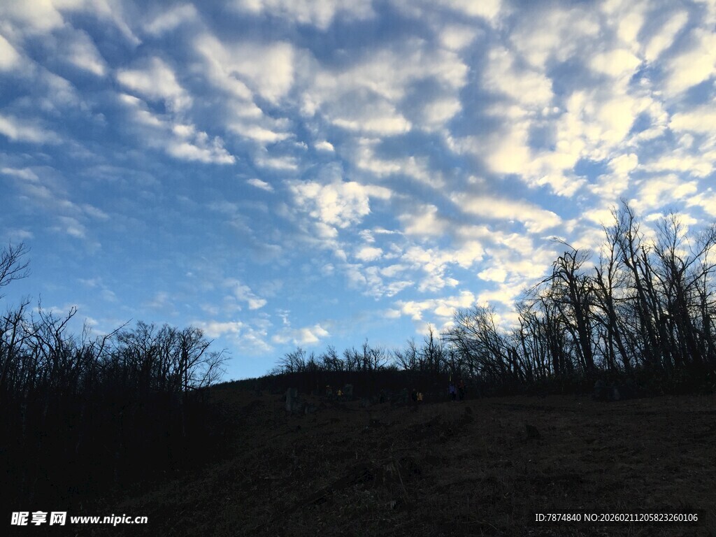蓝天之下的草木剪影