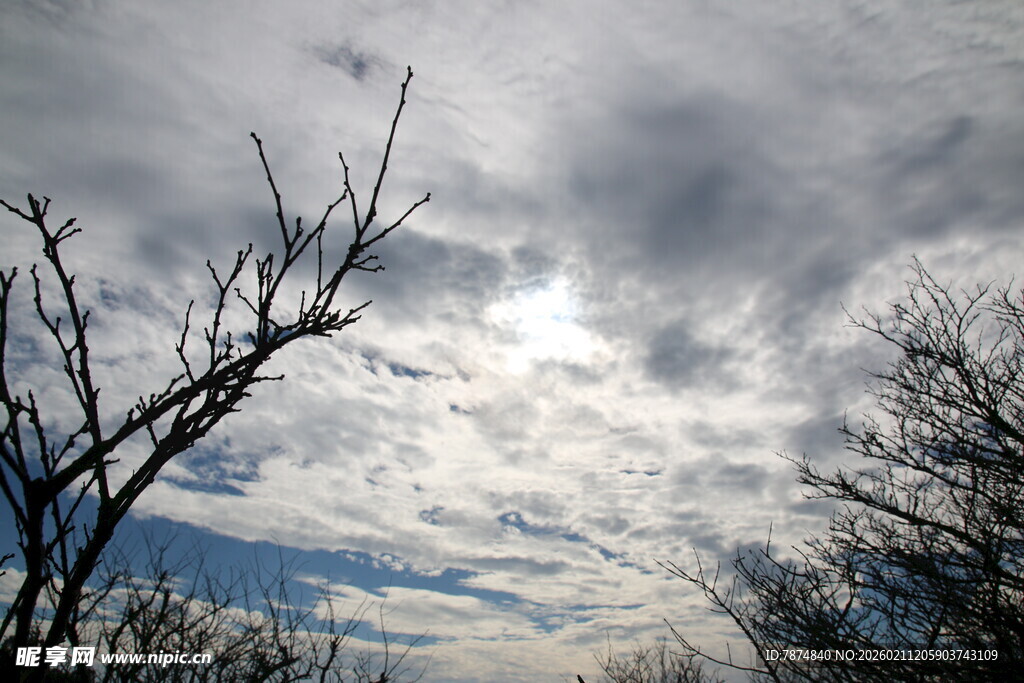 冬日枯树与云层天空景象