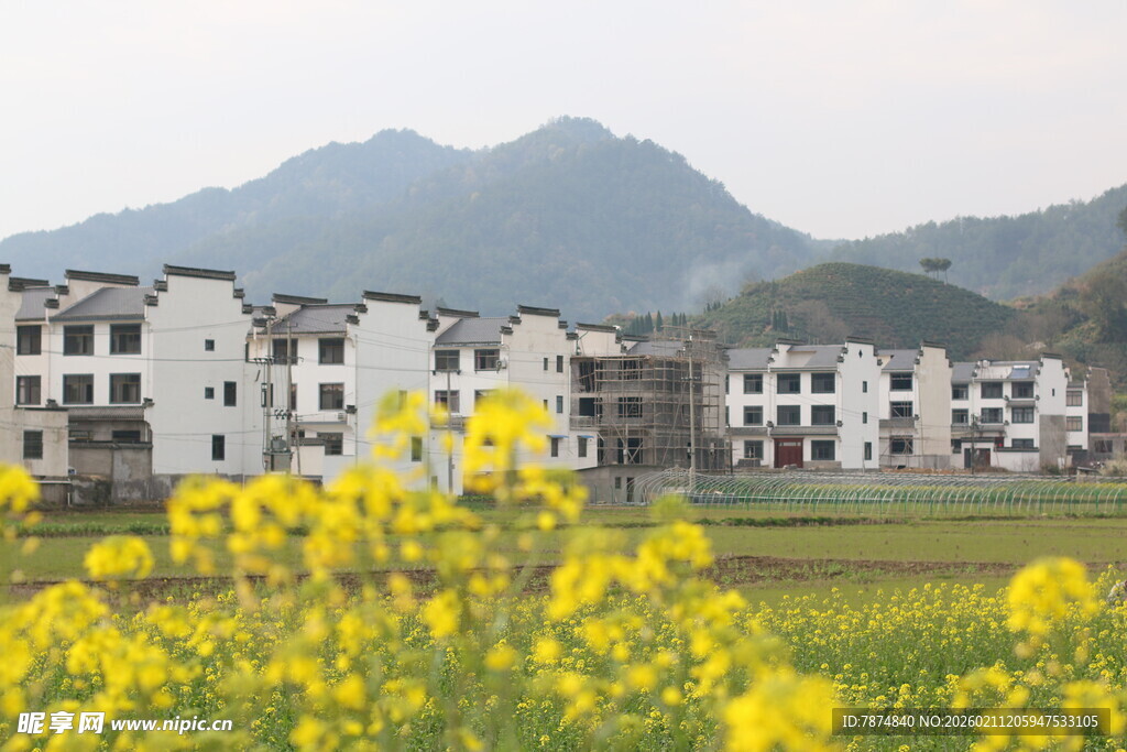 田园村落旁的灿烂油菜花