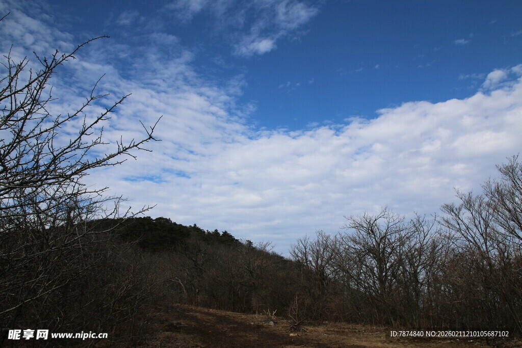 蓝天枯树山丘风景图