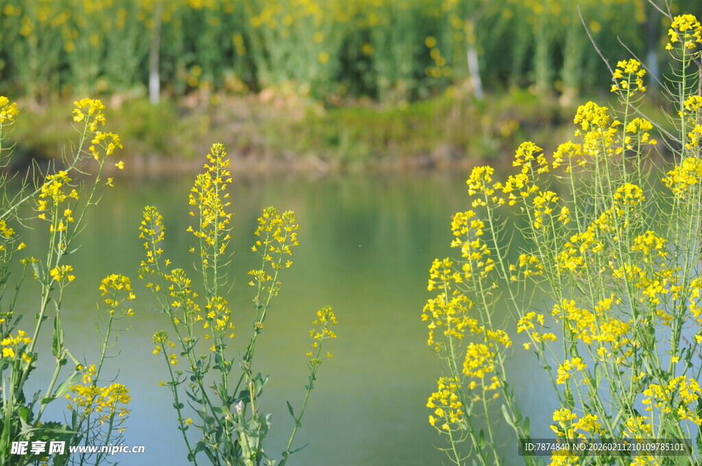 湖畔绽放的明黄色油菜花