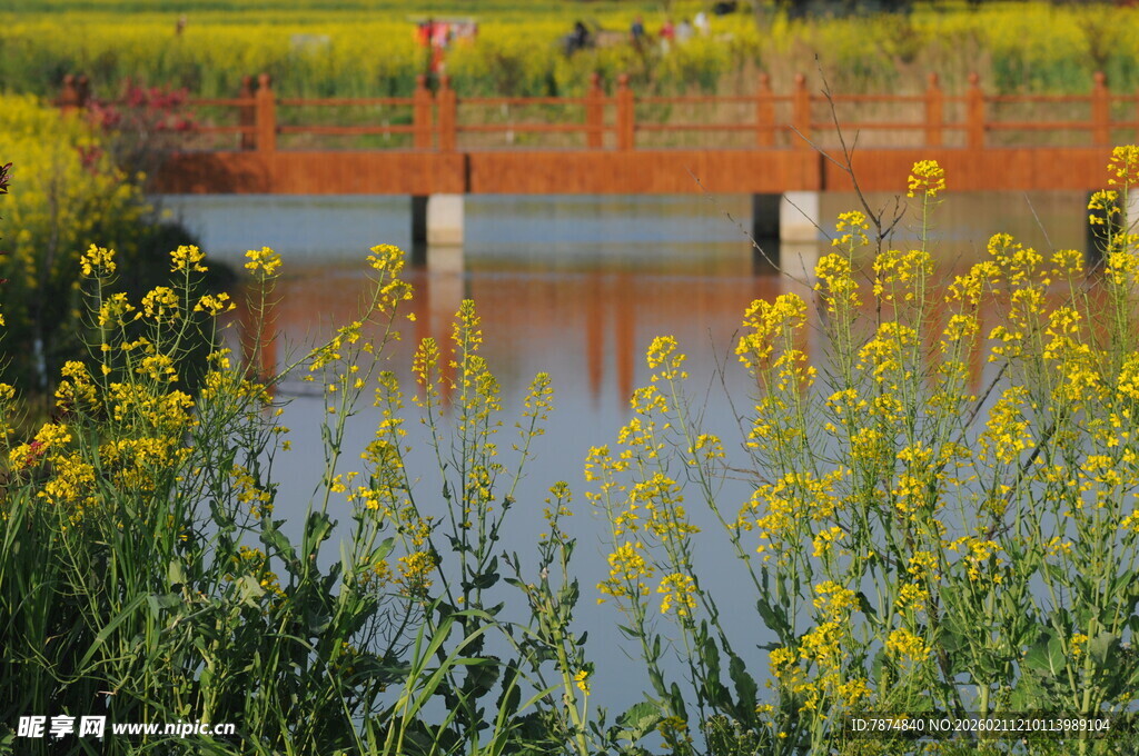 春日河畔桥边烂漫花景