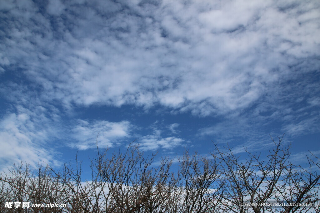 蓝天之下的稀疏树枝