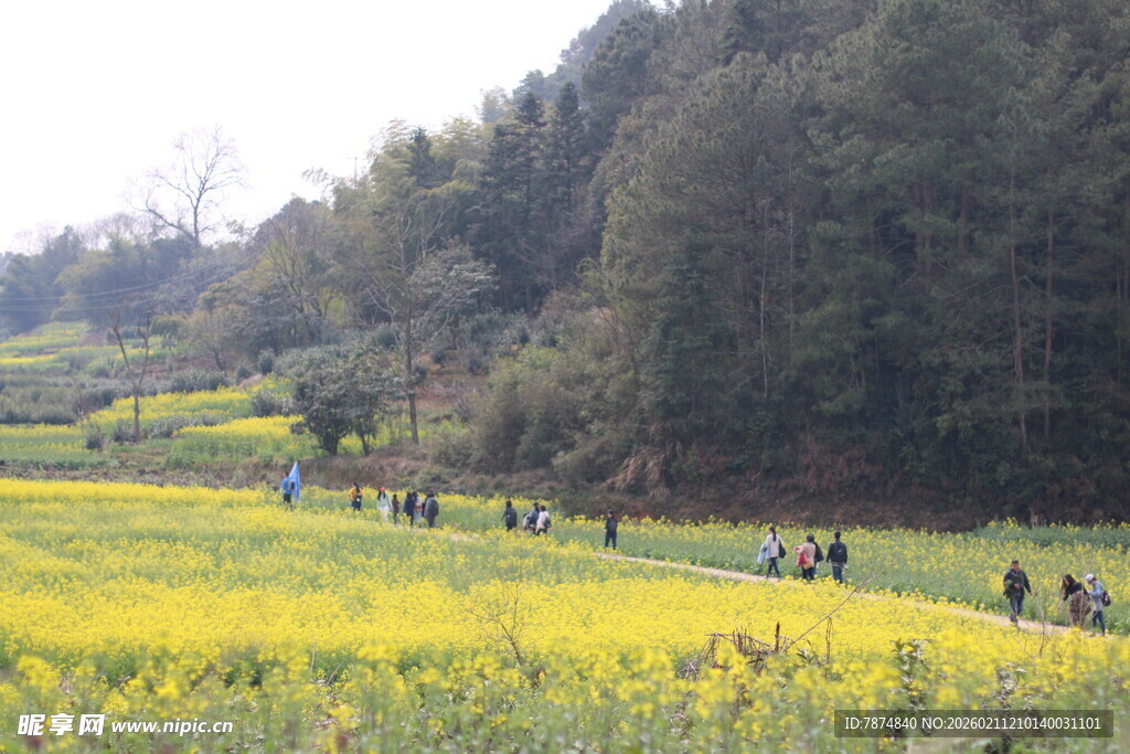 春日油菜花海游人漫步