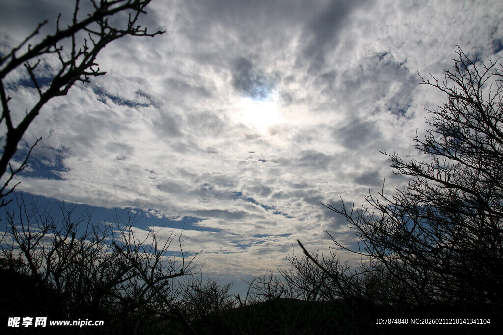 透过树枝看天空的阳光
