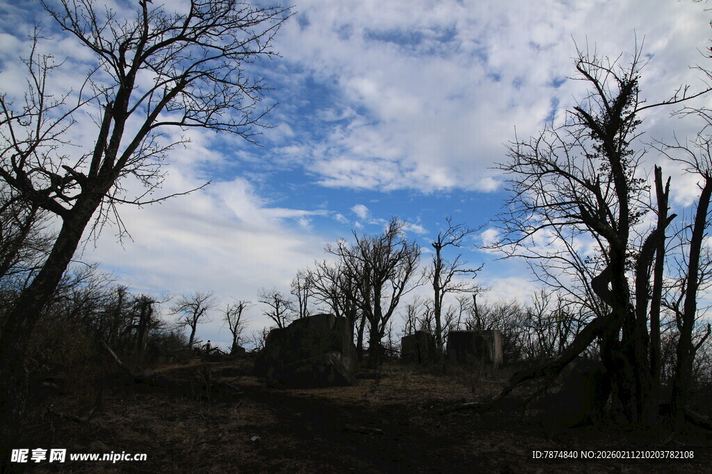 荒野枯树与蓝天景象